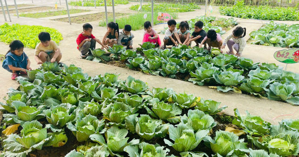 Ảnh bài viết: LỚP LỚN 1- THAM QUAN VƯỜN RAU- CHĂM SÓC NHỮNG LUỐNG RAU XANH